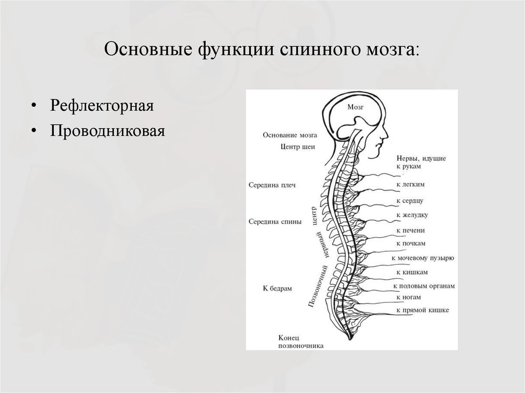 Функции шейного отдела. Функции органов нервной системы спинной мозг. Сегменты спинного мозга рефлекторная функция. Функции спинного мозга схема. Центры рефлекторной функции спинного мозга.