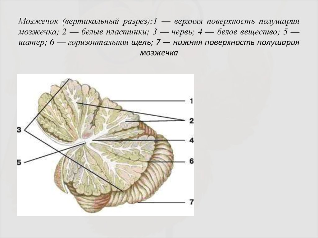 Общий план строения мозжечка