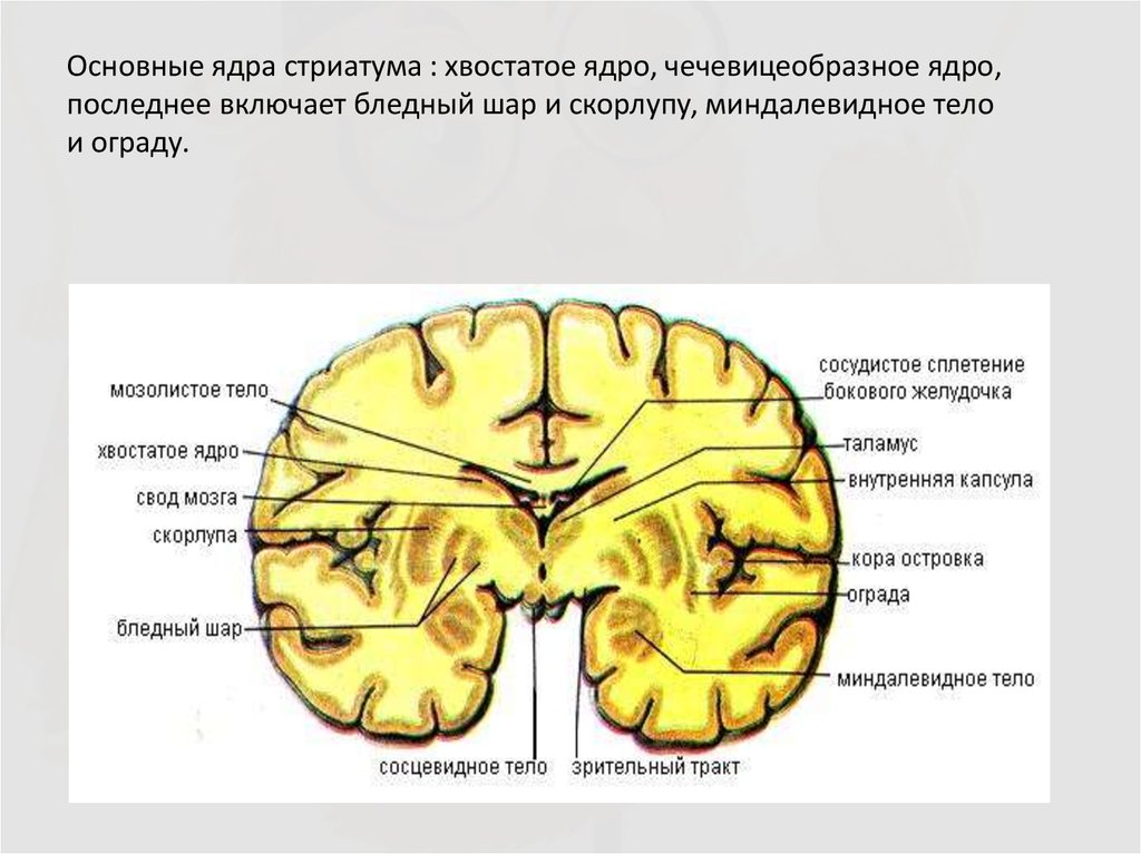 Ядра мозга образованный. Чечевицеобразное ядро мозга анатомия. Подкорковые ядра (чечевицеобразное, скорлупа, бледный шар). Хвостатое ядро головного мозга анатомия. Подкорковые базальные ганглии.