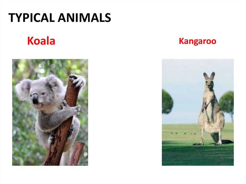 TYPICAL ANIMALS