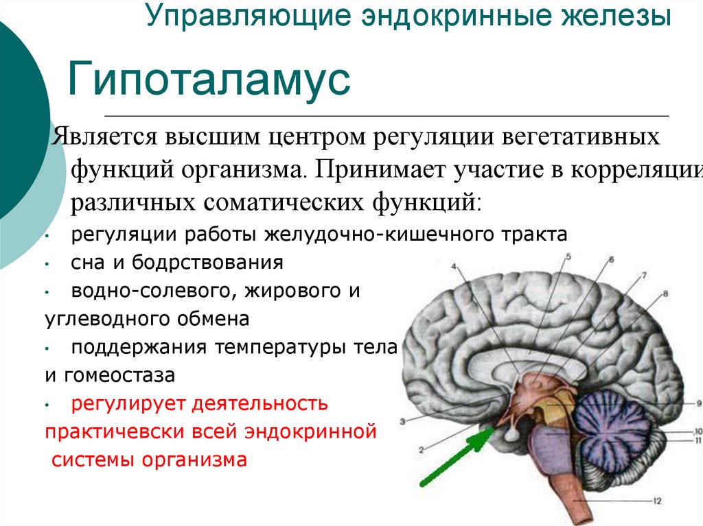 Гипофиз независимые. Анатомия человека гипофиз и гипоталамус. Функции отделов головного мозга гипоталамус. Гипоталамус высший центр регуляции эндокринных функций. Структура головного мозга гипофиз.