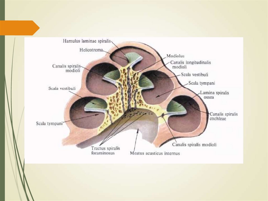 Геликотрема. Костная улитка распил. Meatus acusticus internus. Геликотрема улитки.