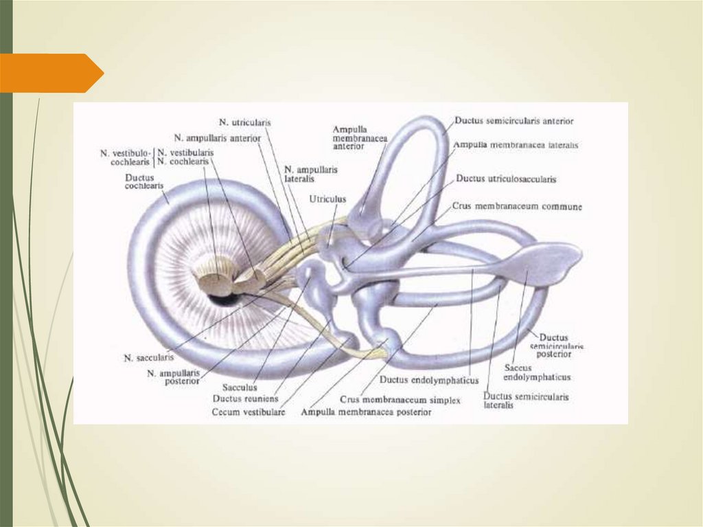 Трансформационно-аккомодационный аппарат среднего уха. Ductus reuniens. Утрикулюс маточка. Saccus endolymphaticus. Маточка у мужчин