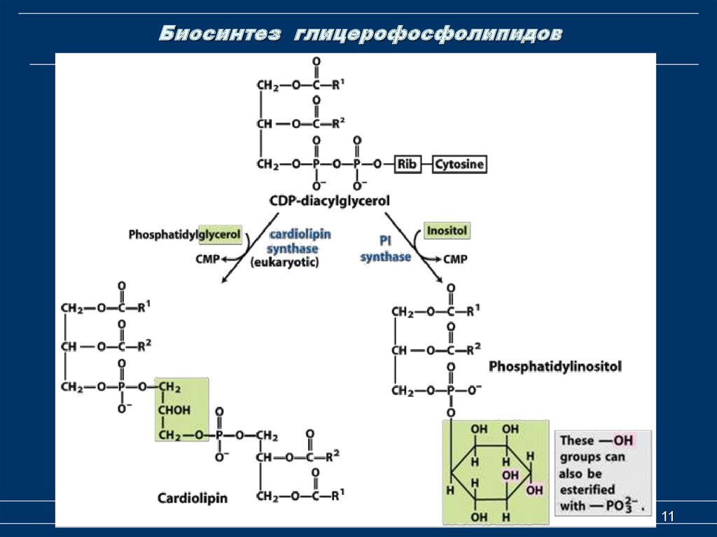 Синтез липидов мембраны. Схема синтеза глицерофосфолипидов биохимия. Реакции синтеза глицерофосфолипидов. Синтез фосфолипидов кардиолипин. Синтез фосфолипидов биохимия.
