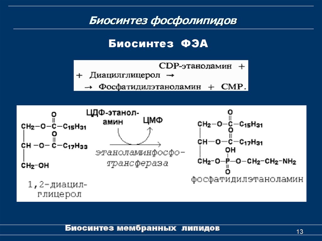 Приведите схему реакции превращения фосфатидилэтаноламина в фосфатидилхолин