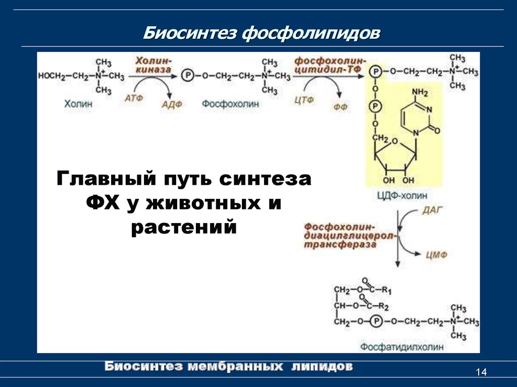 Синтез липидов мембраны. Два основных пути синтеза фосфолипидов биохимия. Биосинтез фосфолипидов схема. Синтез фосфатидилхолина (лецитина) из Холина и фосфатидной кислоты. Биосинтез фосфолипидов биохимия реакции.