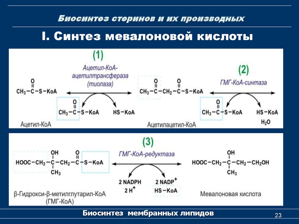 Синтез начинающий. Биосинтез терпенов из мевалоновой кислоты. Синтез мевалоновой. Биосинтез мевалоновой кислоты (1 этап синтеза холестерина). Синтез сквалена из мевалоновой кислоты.