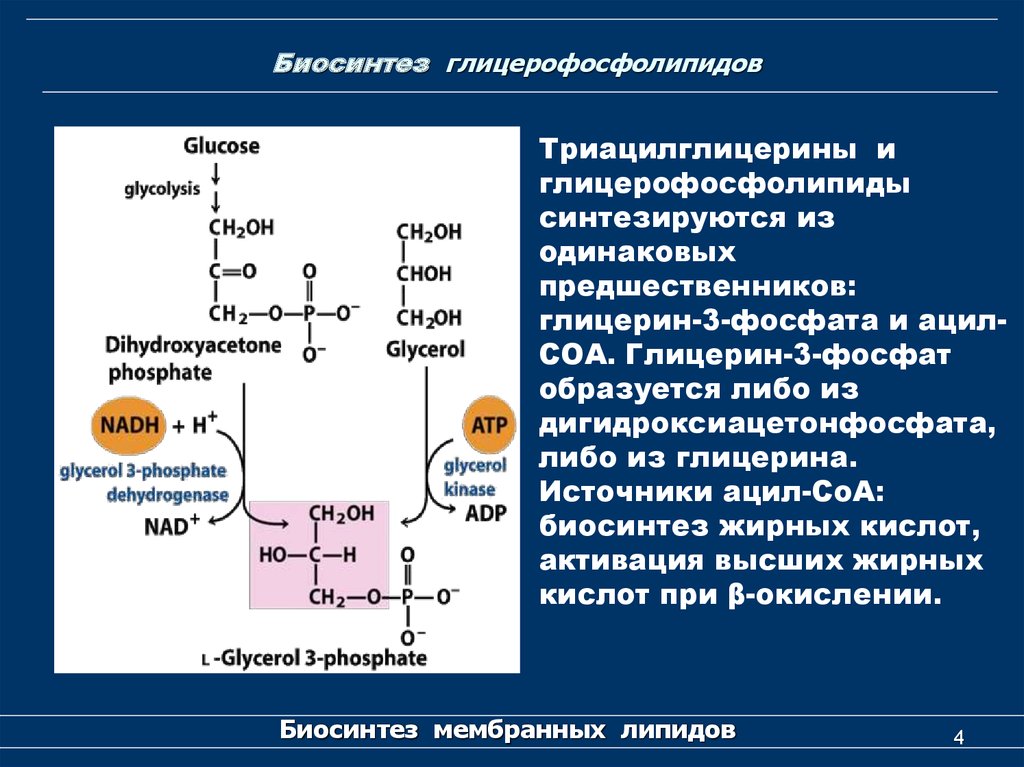 Синтез липидов мембраны. Реакции синтеза глицерофосфолипидов. Схема синтеза глицерофосфолипидов. Биосинтез фосфолипидов биохимия реакции. Биосинтез триацилглицеридов и фосфолипидов.