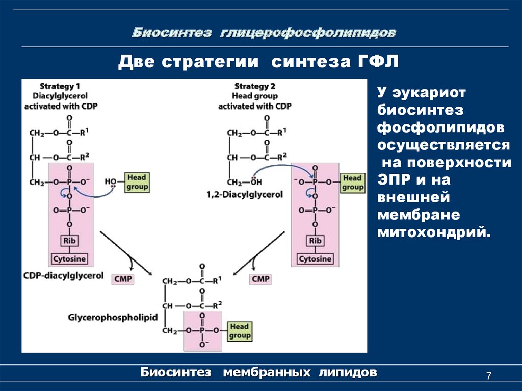 Сущность синтеза. Схема синтеза глицерофосфолипидов биохимия. Реакции синтеза глицерофосфолипидов. Схема синтеза таг и фосфолипидов. Синтез ГФЛ биохимия.