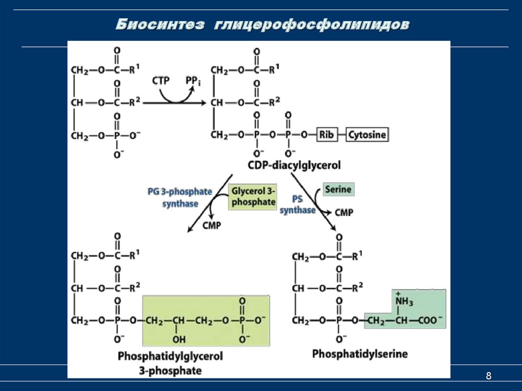 Синтез липидов мембраны. Схема синтеза глицерофосфолипидов. Реакции синтеза глицерофосфолипидов. Схема синтеза глицерофосфолипидов биохимия. Схема синтеза фосфолипидов.