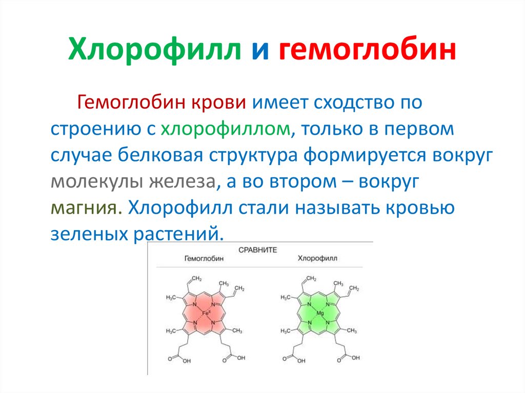 Хлорофилл состав