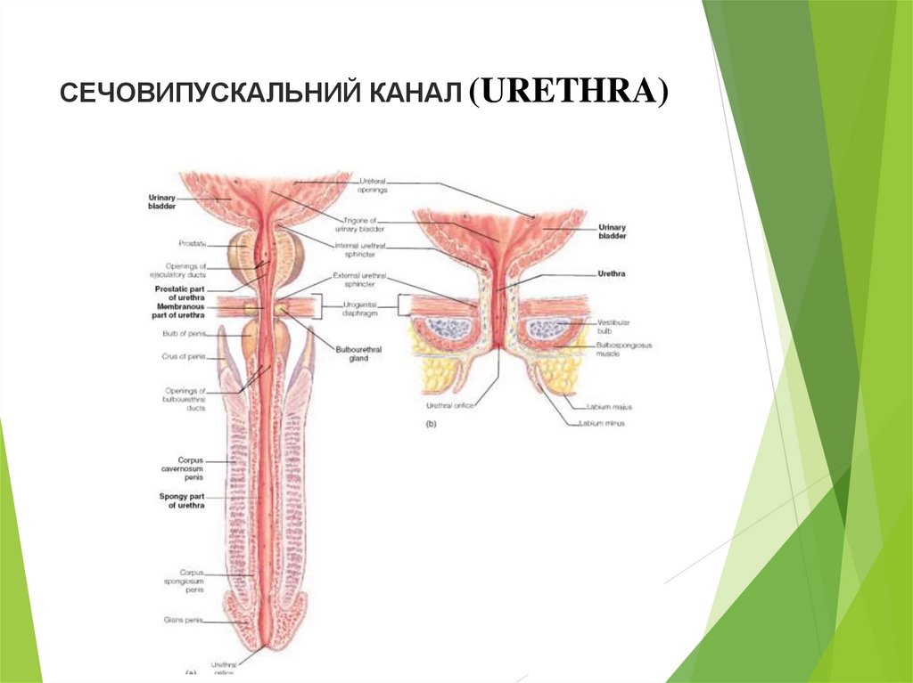 Схема мочеиспускательный канал