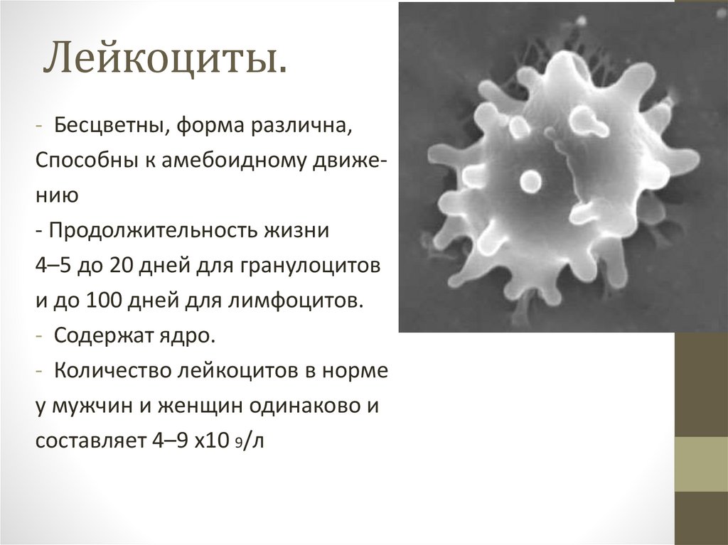 Может осуществлять фагоцитоз способен к амебоидному. Лейкоциты способные к амебоидному движению. Лейкоциты бесцветные. Представители амебоидных. Способны к амебоидному движению эритроциты лейкоциты.