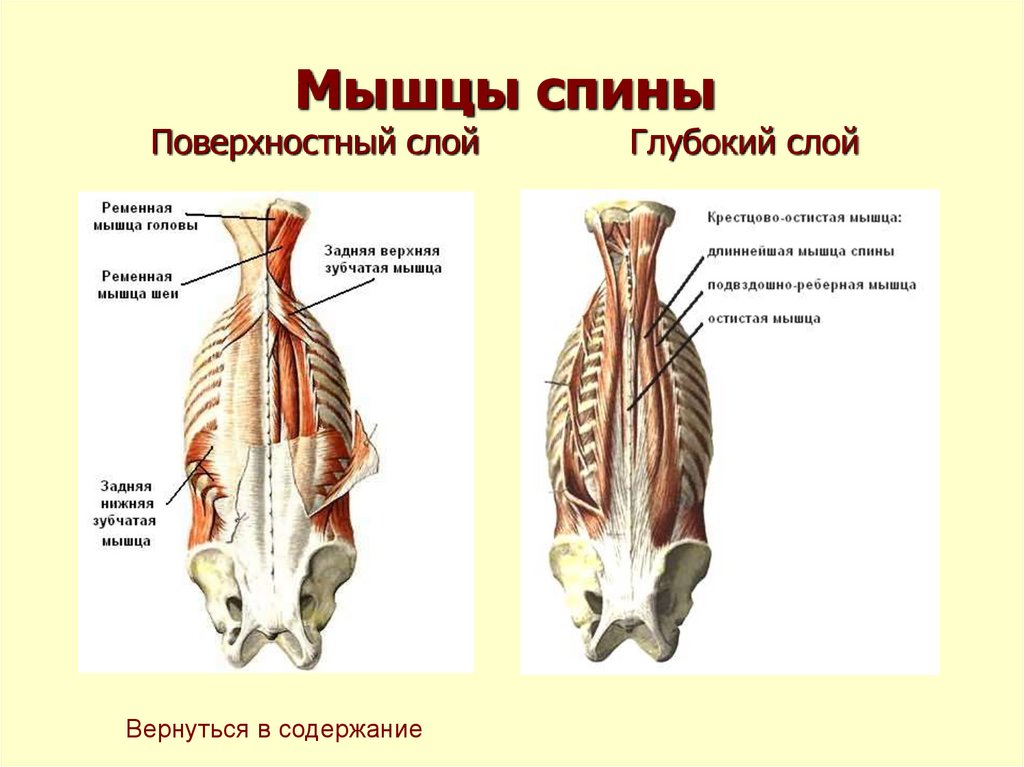 Мышцы спины презентация