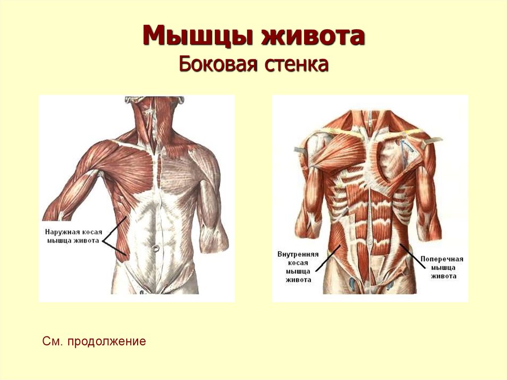 Презентация мышцы живота