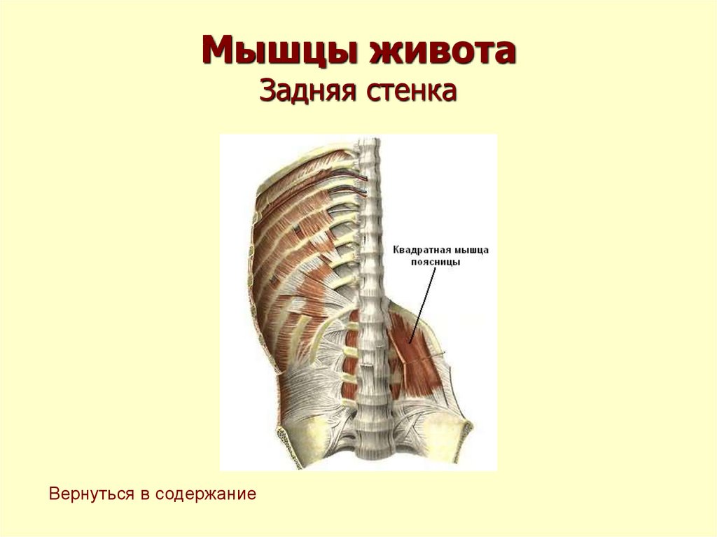 Передний задней стенки. Задние мышцы живота. Задние мышцы живота анатомия. Мышцы живота квадратная мышца. Мышцы задней стенки живота анатомия.