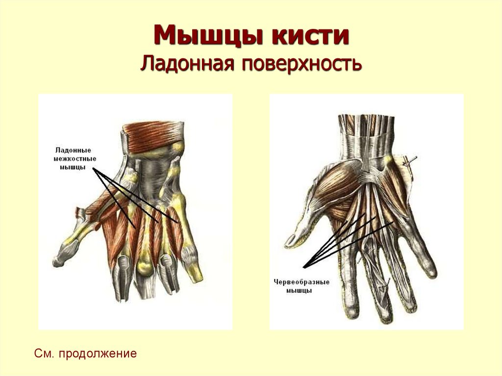 Мышцы кисти анатомия презентация