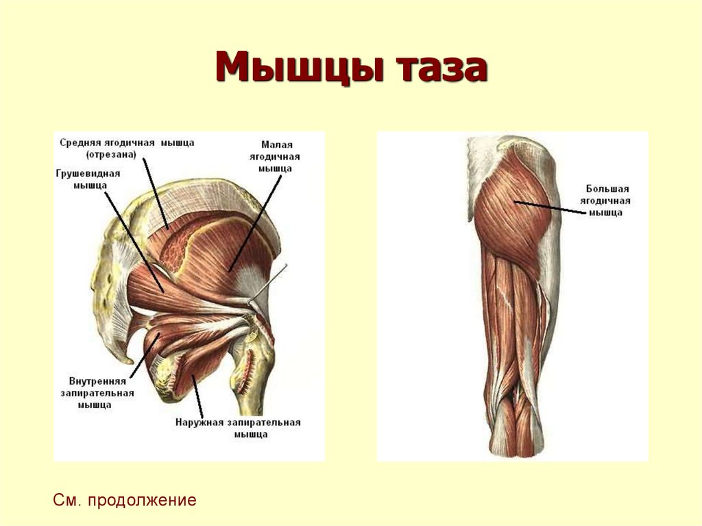 Мышцы таза рисунок с подписями