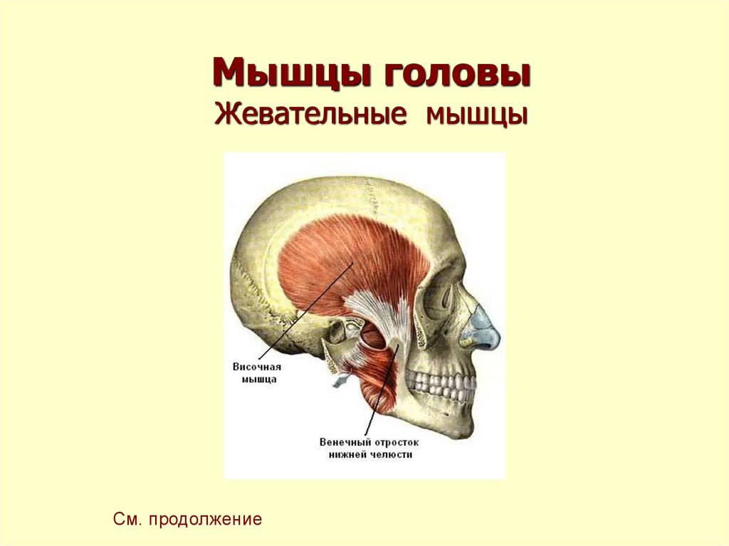 Жевательные мышцы схема