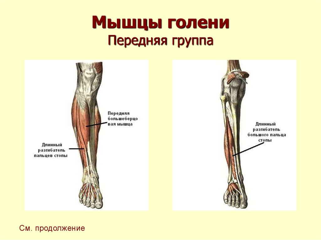 Разгибатели стопы. Анатомия мышц голени передняя группа. Передняя группа мышц голени разгибатели. Мышцы голени медунивер. Передняя большеберцовая мышца голени.