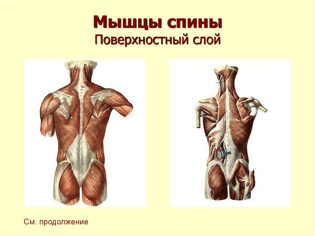 Мышцы спины анатомия человека рисунок с подписями анатомия и физиология