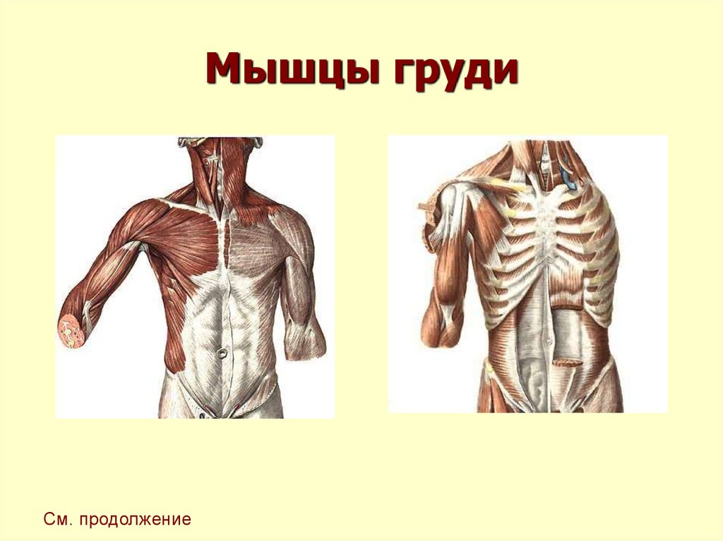 Мышцы груди анатомия картинки