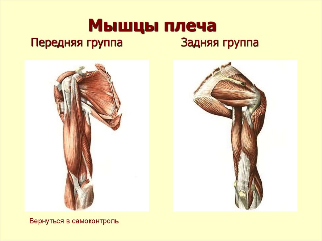 Мышцы плечевого пояса презентация