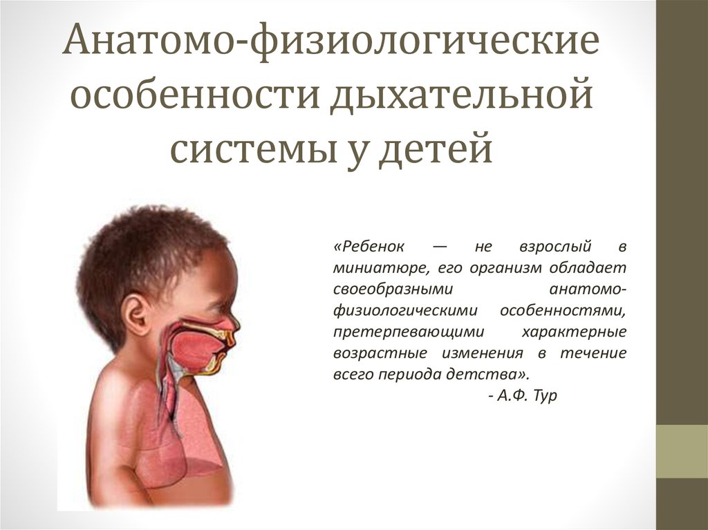Анатомо физиологическая система. Афо дыхательной системы у ДКТ. Афо дыхательной системы у грудничка. Афо органов дыхания педиатрия. Анатомические особенности дыхательных путей у детей.