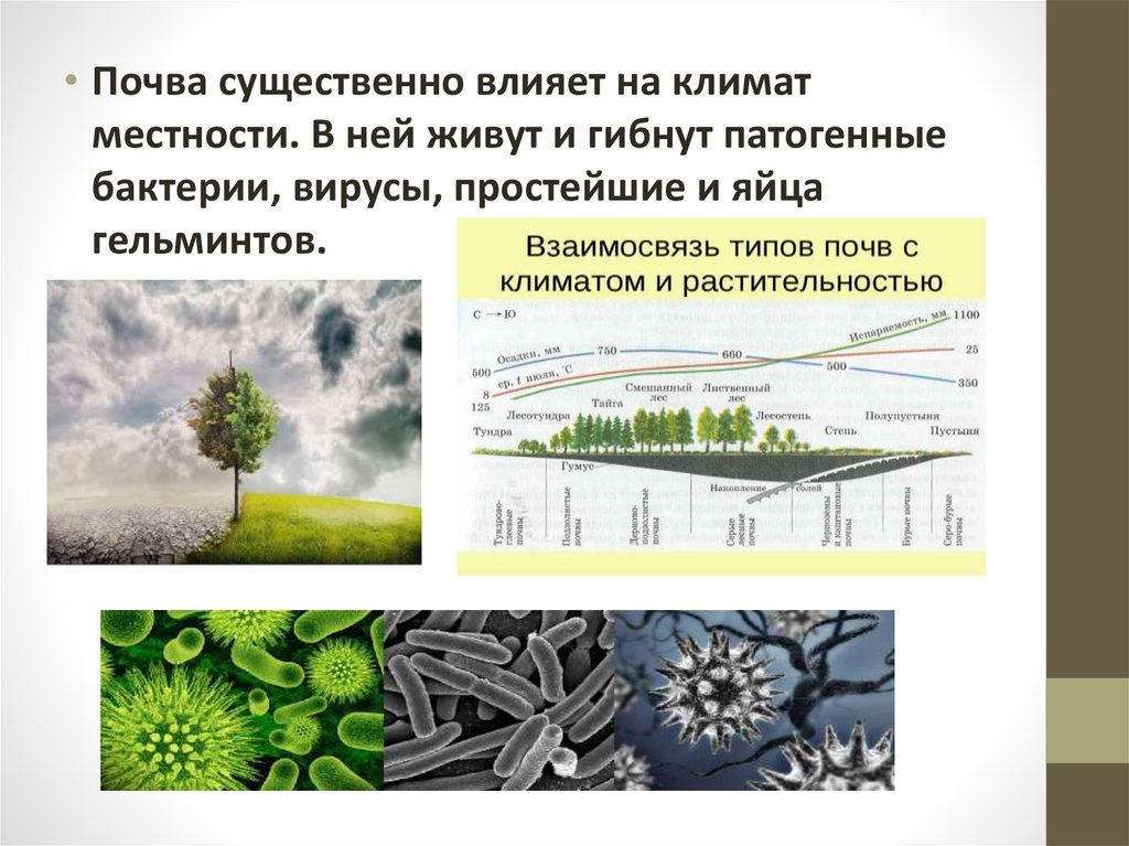 Гигиеническое значение состава и свойств почвы