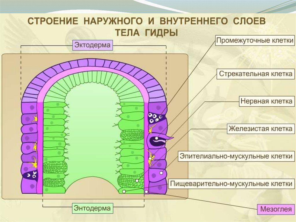 Рисунок наружный слой гидры эктодерму обозначив нервные клетки