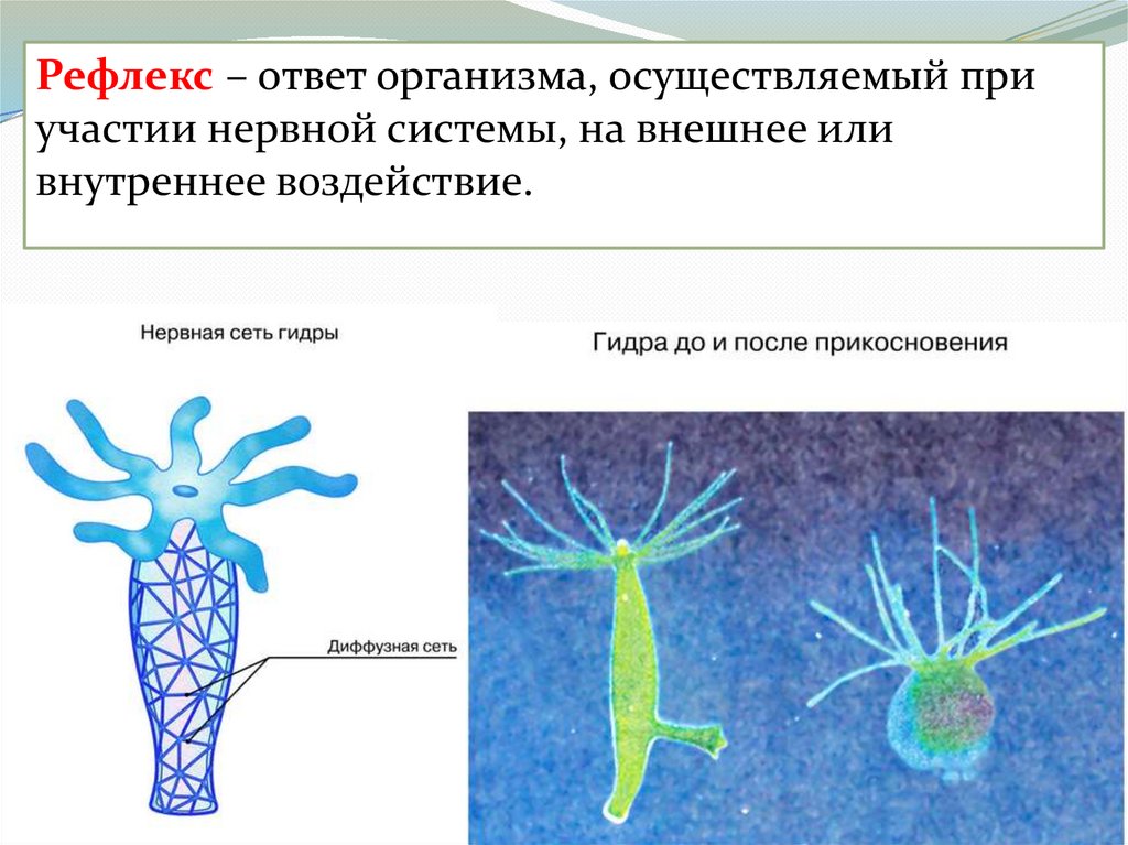 Нервная система гидры