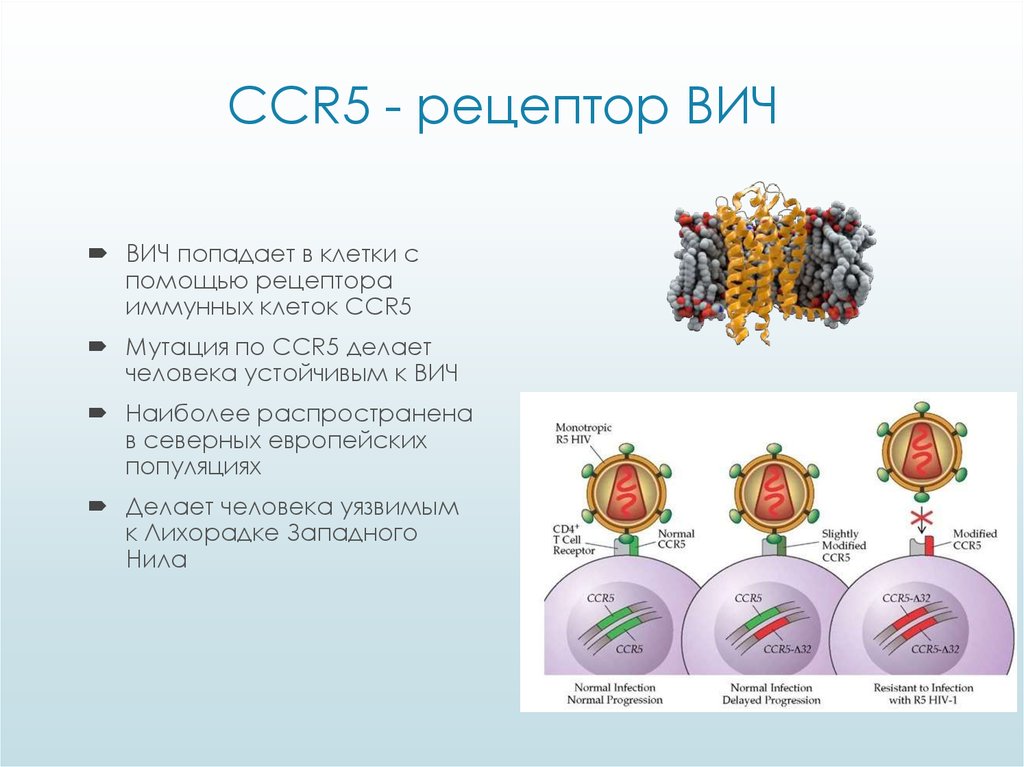 Белки вич. Ccr5 ВИЧ. Ингибиторы хемокиновых рецепторов ccr5. Ген ccr5. Ccr5 рецепторы ВИЧ.
