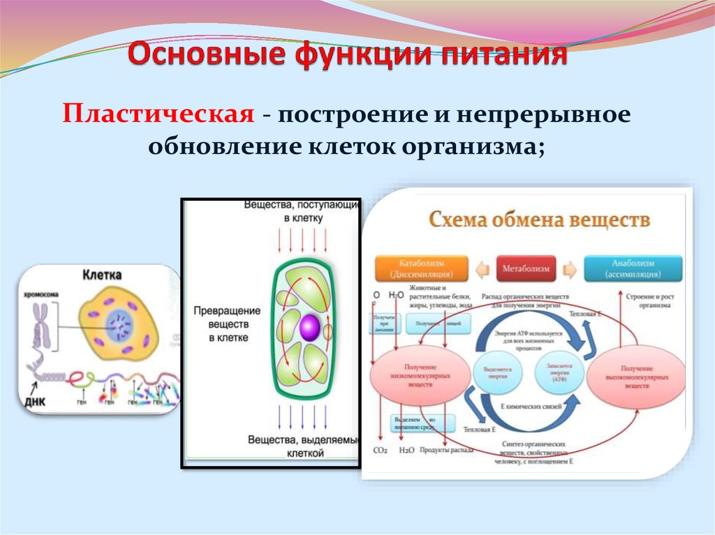 В чем состоит основная функция