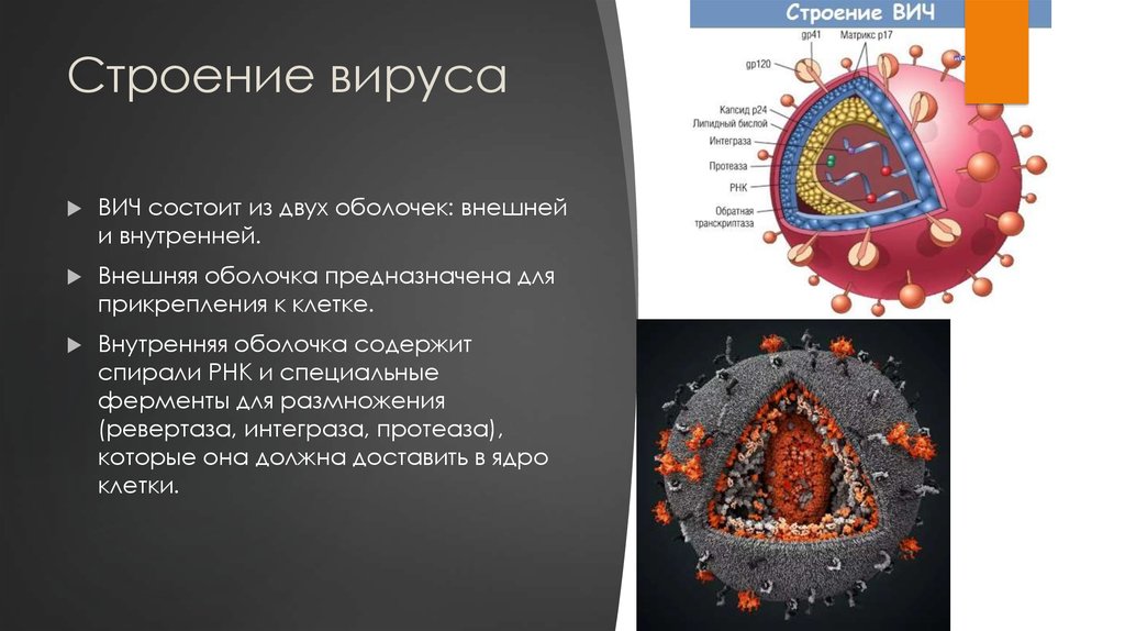 Вич биология. Вирус иммунодефицита человека строение вируса. Схема вируса ВИЧ. Схема строения вириона ВИЧ. Структура вируса ВИЧ.