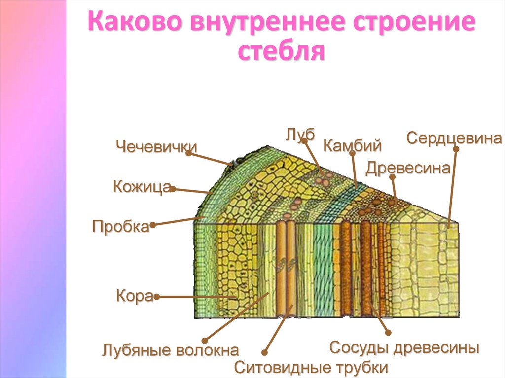 Луб древесина камбий схема