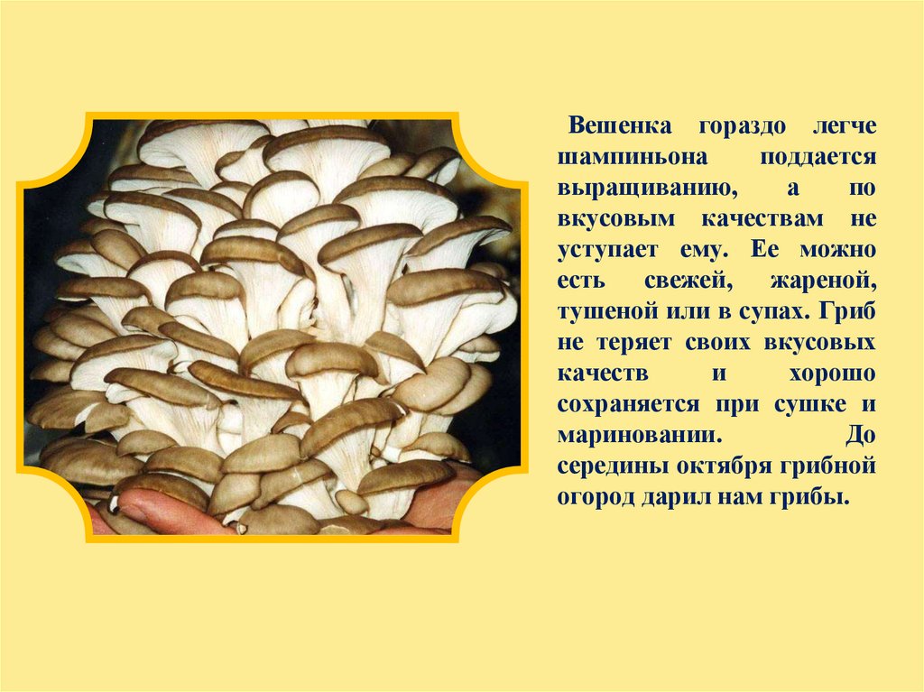Культивируемые грибы и условия выращивания. Культивируемые грибы вешенка. Доклад про вешенки. Доклад про грибы вешенки. Сообщение о грибе вешенки.