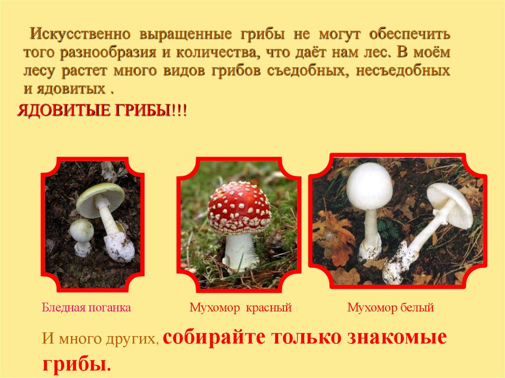 Культивируемые грибы и условия выращивания. Искусственно выращенные грибы. Грибов выращивают искусственно. Искусственно выращенные съедобные грибы. Грибы грибы выращивают искусственно.