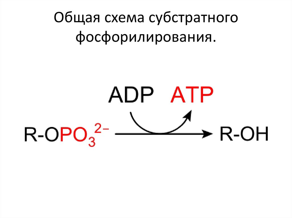 Пути фосфорилирования атф. Схема субстратного фосфорилирования брожения. Механизм синтеза АТФ субстратное фосфорилирование. 1 Реакция субстратного фосфорилирования гликолиз. Субстратное фосфорилирование АДФ.