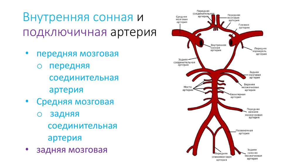 Внутренняя сонная артерия анатомия. Ветви внутренней сонной артерии схема. Внутренняя Сонная артерия анатомия таблица. Анастомозы внутренней сонной артерии. Внутренняя Сонная артерия анатомия ветви.