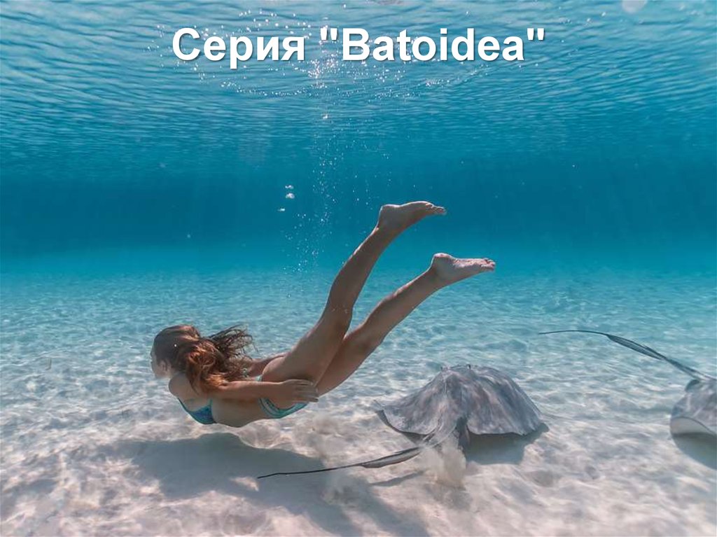 Серия "Batoidea"
