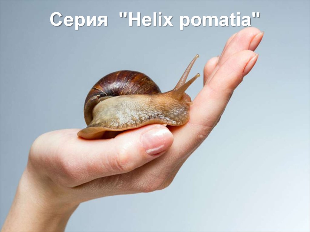 Серия  "Helix pomatia"