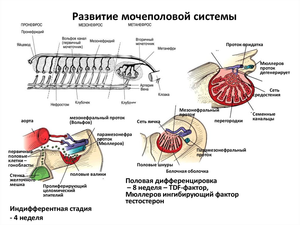 Опишите строение