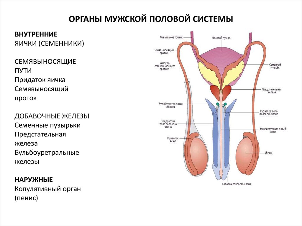 Информация половая орган. Внутреннее строение мужской половой системы. Строение половой системы анатомия. Строение мужской половой системы анатомия. Анатомия репродуктивной системы мужчины.