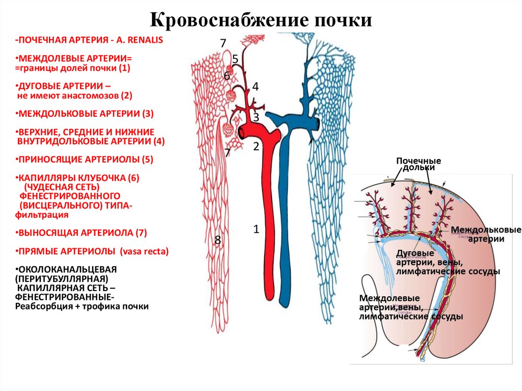 Правая почечная артерия. Кровоснабжение почки анатомия схема. Кровоснабжение почки приносящая артериола. Кортикальная система кровоснабжения почки.