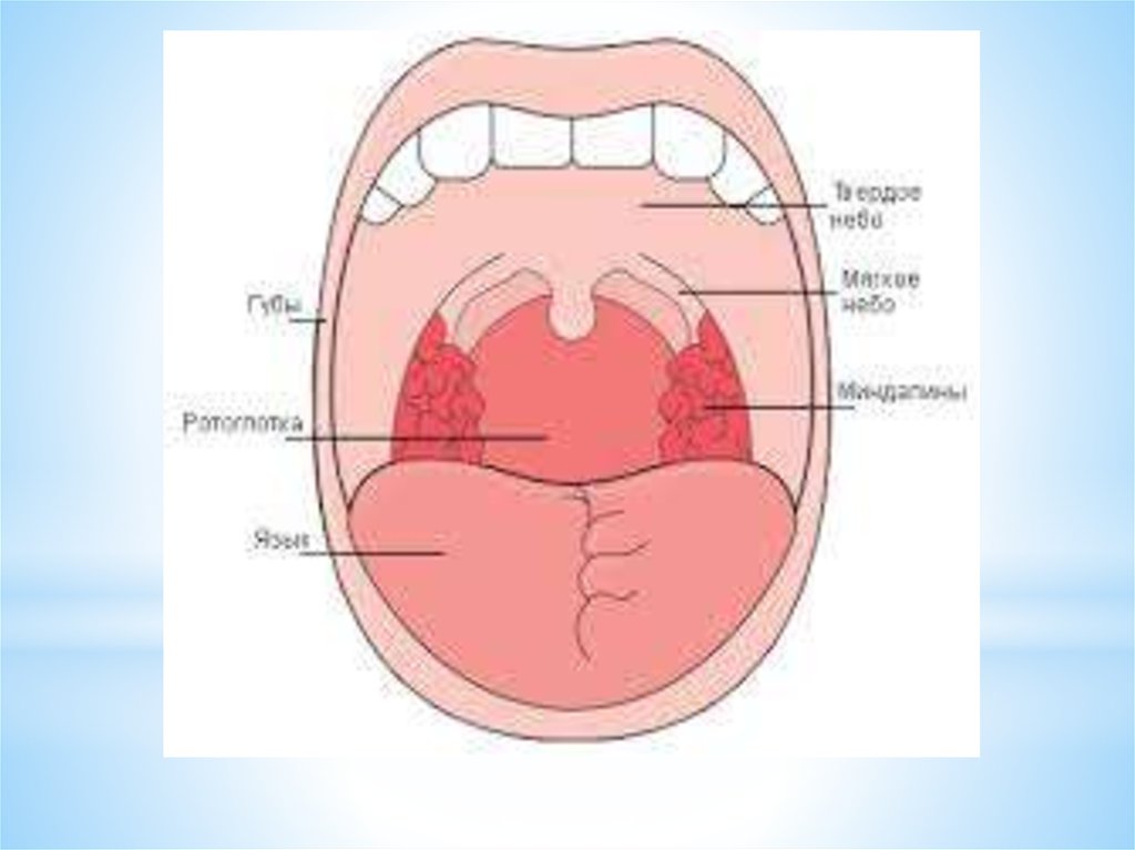 Задняя полость рта. Миндалины ротовой полости анатомия. Слизистая ротовой полости строение. Ротовая полость строение тонзиллит. Слизистая оболочка ротоглотки.
