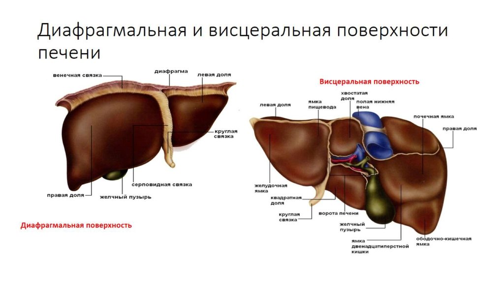 Строение печени схема