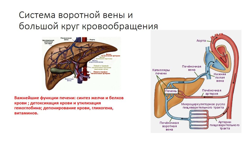 Система воротной вены и большой круг кровообращения