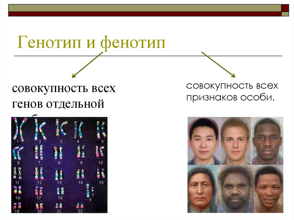 Генотип типы. Фенотип. Генотип. Ген фенотип. Генотип и фенотип человека.