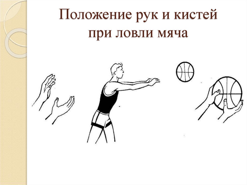 Ловля мяча в баскетболе. Положение рук и кистей при ловли мяча. Техника ловли мяча в баскетболе. Ловля мяча двумя руками в баскетболе.