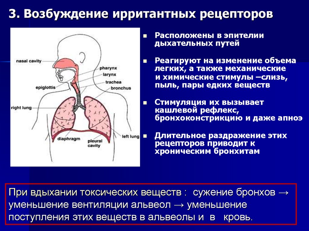 Роль хеморецепторов в регуляции дыхания